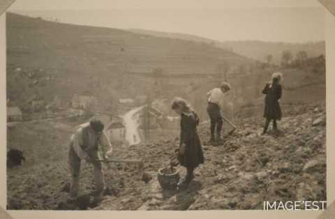 Plantation de pommes de terre (La Croix-aux-Mines)
